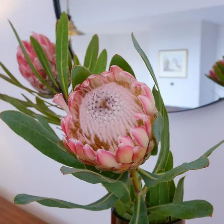 Garajau House - Sunrise To Sunset Ocean View בית נופש *